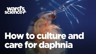 Caring and Culturing for Daphnia [upl. by Eyde]