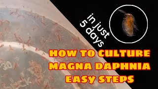 How to Culture Magna Daphnia Easily [upl. by Amand584]