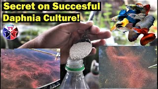 How to Culture Daphnia Successfully [upl. by Helbonnas832]