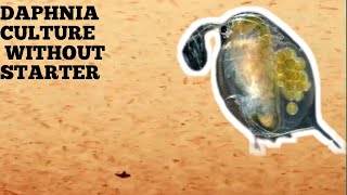 HOW TO CULTURE DAPHNIA NATURALLY WITHOUT A STARTER [upl. by Hannus715]