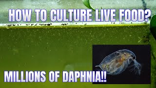 How to Culture Daphnia Secret Method to Breed MILLIONS  Simply Aquatic [upl. by Haissi]