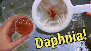 How I Culture Daphnia In Outdoor Tubs [upl. by Quintina903]