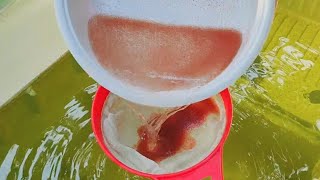 How to culture daphnia  Daphnia culture  How to grow daphnia outdoor [upl. by Htebsil]