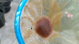 How to culture daphnia moina in a small container Part 1 English Subtitle [upl. by Eudocia]