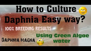 Daphnia MagnaHow to Culture Daphnia Easy wayCulturing Daphnia using Green water Daphnia [upl. by Capp]