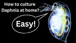 BEST Live Fish Food Beginner guide How to Culture Daphnia at home [upl. by Asirrom885]