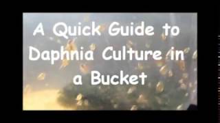 How to culture daphnia outside [upl. by Clarke309]