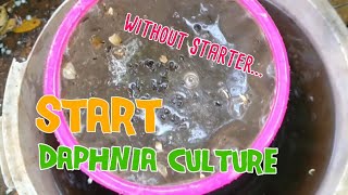 How to culture daphnia moina the easy way 1  Starting the Daphnia culture [upl. by Chiles]