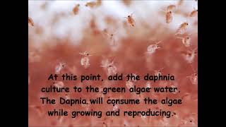 Daphnia  How to grow daphnia in your home [upl. by Eiral493]