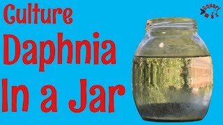 How to Culture Daphnia in a Jar [upl. by Suedaht]