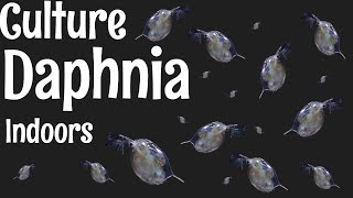 How to Culture Daphnia [upl. by Ahsiekin216]