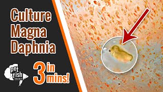 How to culture DAPHNIA MAGNA  The easy way [upl. by Enirehtac228]