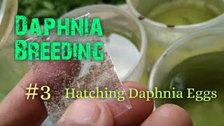 Daphnia Culture made simple and easy 3  Hatching Daphnia eggs [upl. by Reave102]