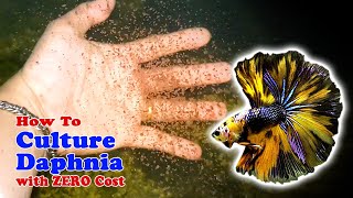 How to Culture Daphnia with ZERO Cost  Unlimited Live Food For Our Fish [upl. by Flint854]