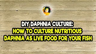 DIY Daphnia Culture How to Culture Nutritious Daphnia as Live Food for Your Fish [upl. by Ditzel]