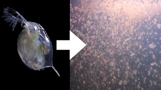 How I Culture Daphnia [upl. by Oswin]