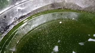 DAPHNIA MOINA CULTURE IN A SMALL BUCKET [upl. by Spevek]