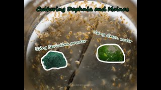 How To Culture Daphnia and Moinas using Green Water Spirulina powder [upl. by Anallij]