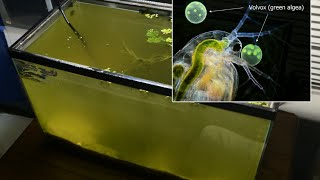 Raising Daphnia for the Freshwater Aquarium [upl. by Gerita]