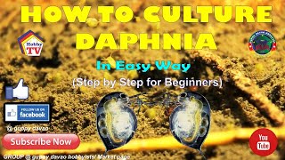 HOW TO CULTURE DAPHNIA In Easy Way [upl. by Job90]